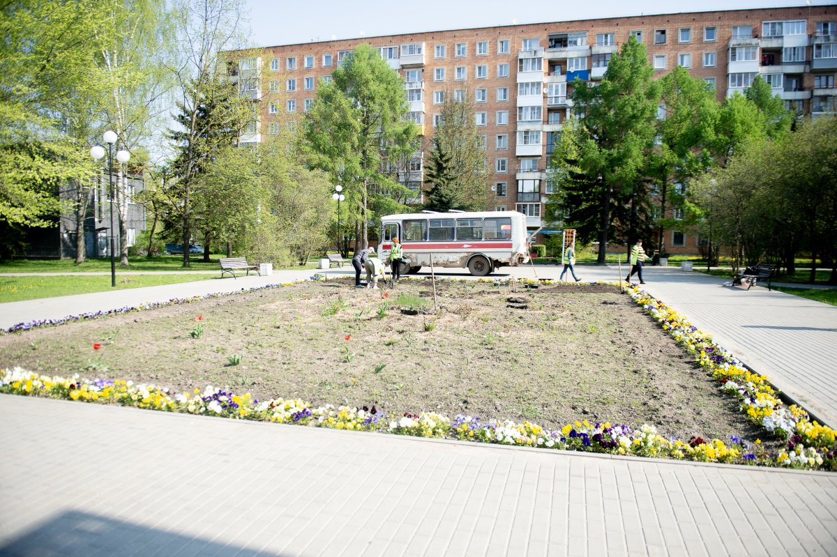 Клумбы Великих Лук наполняются цветами - Городская общественно-политическая  газета