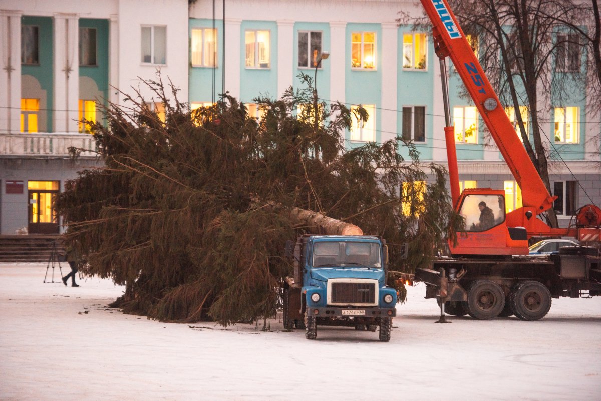 В Великие Луки прибыла главная городская ёлка - Городская  общественно-политическая газета