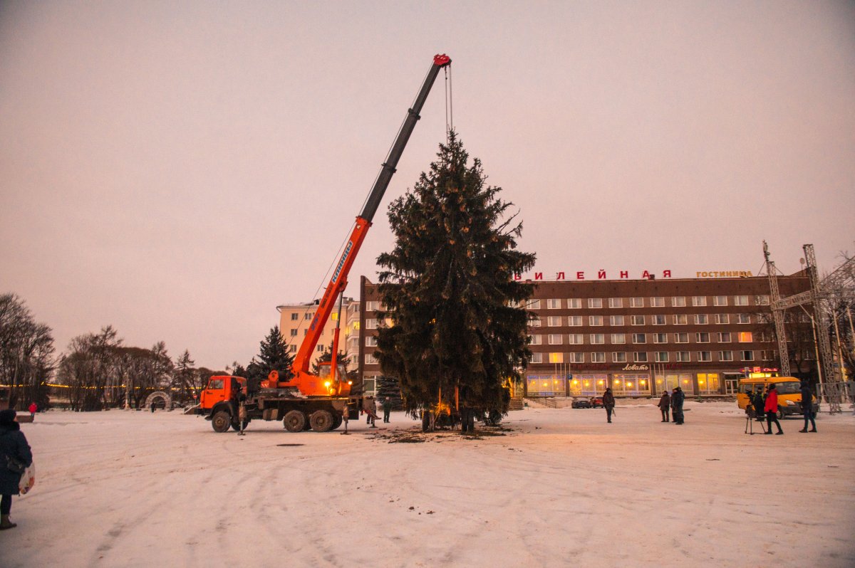 Названа дата открытия елки в Великих Луках